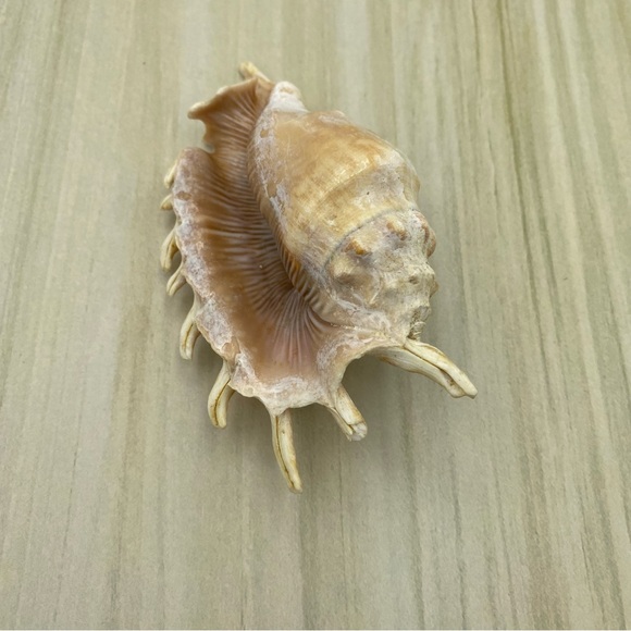 Spider Conch Lambis Truncata Seashell Natural Shell 5 Inch Home Decor Gift - Picture 8 of 9